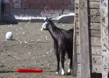 Küçükbaş hayvan büyükbaşa göre daha uygun