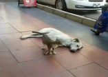 Kedi ve köpekten dostluk dersi