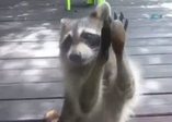 Kapıyı çalan rakun