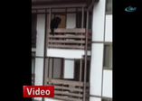 Aç kalan ayı binaya tırmandı