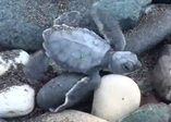 Yavru caretta carettaların denize yolculuğu başladı