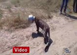 Su arayan leopar başını çömleğe sıkıştırdı