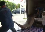 Dev köpek balığı kanser hastalarına şifa olacak