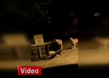 Uudağ'da köpekler ayıyı böyle kovaladı