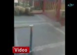 Aslan küçük çocuğu az daha öldürecekti!
