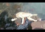Görenleri hayrete düşüren yaratık!
