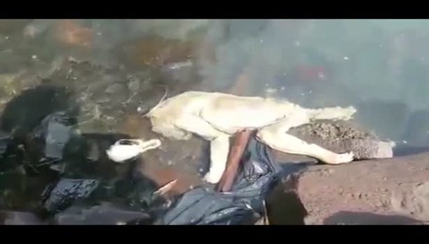 Görenleri hayrete düşüren yaratık!