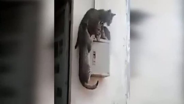 Yerini kaptırmayan kedi