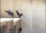 Güvercinler böyle takla atıyor