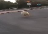 Koyunun firarı acı bitti