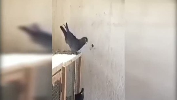 Güvercinler böyle takla atıyor