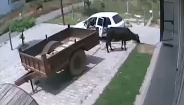 Otomobille sığır çalan adamlar