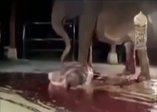 Yavrusu ölü doğan anne filin çabası