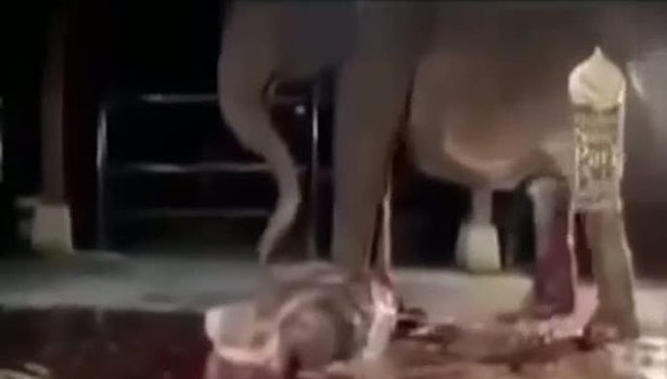Yavrusu ölü doğan anne filin çabası
