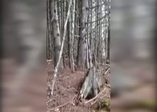 Dünyanın en korkunç ormanı
