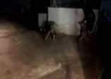 Kurt ölüsünü kangal köpeklerine parçalatıp video çekti