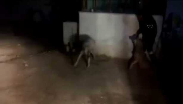 Kurt ölüsünü kangal köpeklerine parçalatıp video çekti