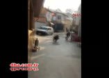 İstanbul'da domuz paniği