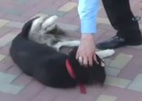 Köpek, belediye başkanına böyle saldırdı