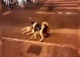 Ölen eşini bırakmayan sadık köpek