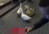 İstiklal'de ördekli gezinti