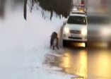 Beykoz'da yola inen domuza araba çarptı