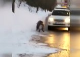 Beykoz'da yola inen domuza araba çarptı