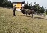 Oyun oynayan boğa