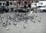 Güvercin yakalama makinesi kullanıyorlar