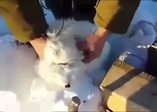Ölü taklidi yapan tilki avcılardan böyle kurtuldu