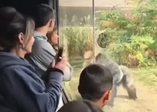 Boks yapan goriller ortalığı karıştırdı
