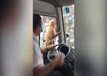 Usta hırsızlara taş çıkartan maymun