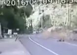 Tayland’da inanılmaz olay: Karayoluna ağaç düştü !