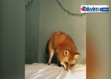 Beyaz çarşafı kar zanneden sevimli tilki