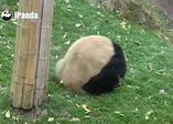 Pandanın güldüren hareketi