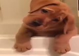 Sevimli üzgün köpek