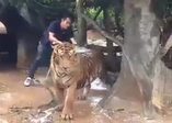 Kaplanın Banyo Zamanı