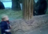 Küçük çocuk yavru gorille saklambaç oynadı