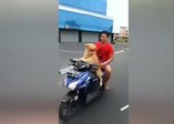 Motosiklet kullanan köpekle trafiğe çıktı!