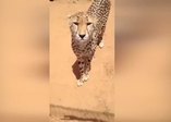 Kedi gibi miyavlayan çita