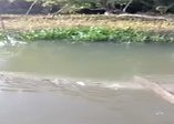 Balıkçı kediler iş başında