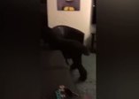 Televizyon kapanınca yatağına giden akıllı köpek
