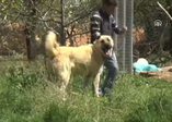 Bu çoban köpeği otomobil fiyatına satıldı