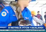 İşte dünyanın en büyük yılanı