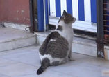 Kedi doğum sancısı başlayınca sağlık ocağına gitti