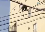 Firari şempanze elektrik tellerinde yakalandı