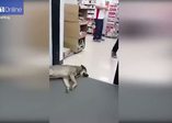 Uyurken suratına çarpan kapıya aldırış etmeyen köpek