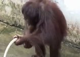 Hortumla yıkanan orangutan şaşırtıyor