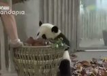 Sevimli panda bakıcısının temizlik yapmasına izin vermedi!