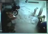 İnek genç kızı korumak için böyle saldırdı